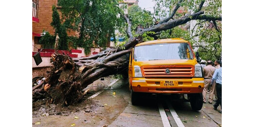 बारिश के बीच स्कूल बस पर गिरा विशाल पेड़, एक छात्र की मौत व 10 घायल